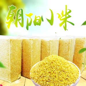 朝阳小米品牌榜