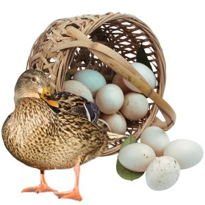 北海海鸭蛋品牌榜