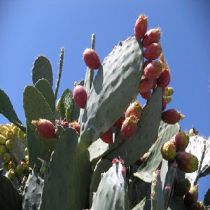 仙人掌果品牌榜