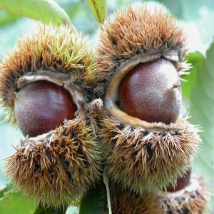 建瓯锥栗品牌榜