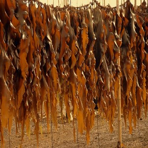 霞浦海带品牌榜