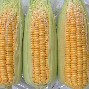 云南水果玉米品牌榜