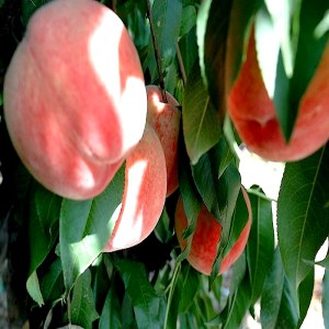 蒙阴蜜桃品牌榜