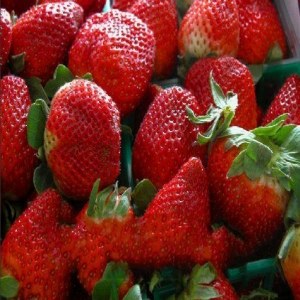 东港草莓品牌榜