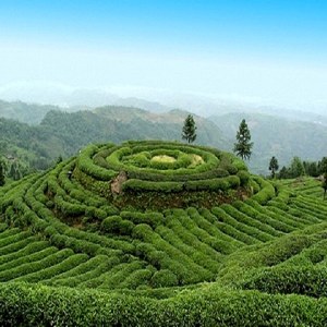 峨眉山茶品牌榜