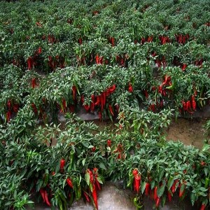 甘谷辣椒品牌榜