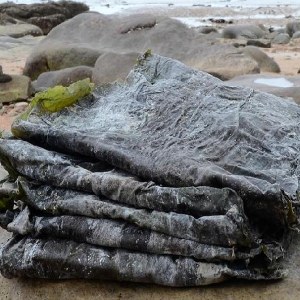 威海海带品牌榜