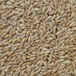 加纳利子品牌榜