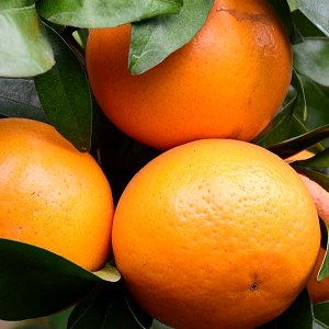 武鸣沃柑品牌榜