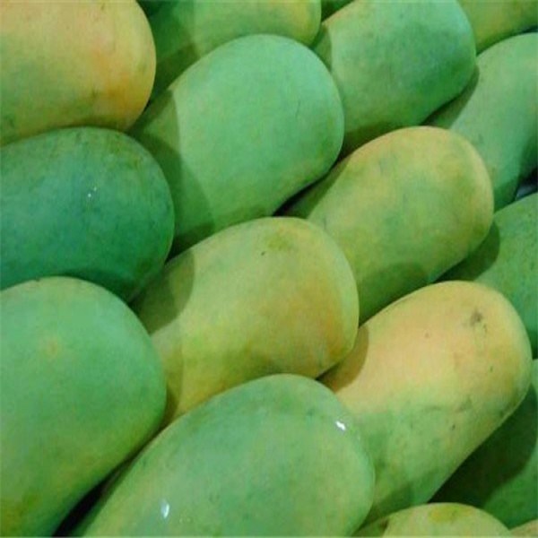 田阳香芒详细介绍:特点 - 田阳特产 - 特色谷