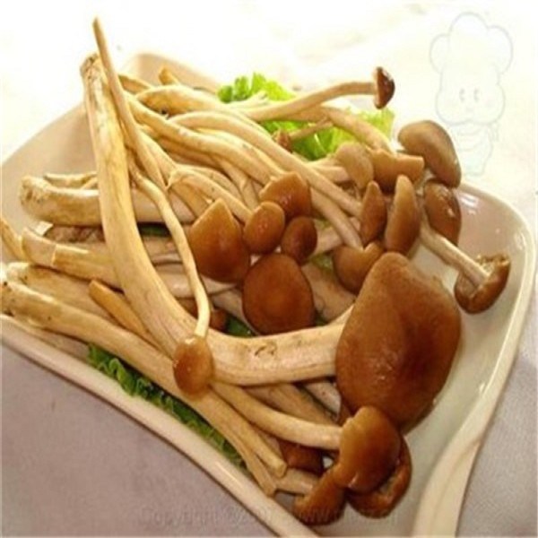 茶树菇