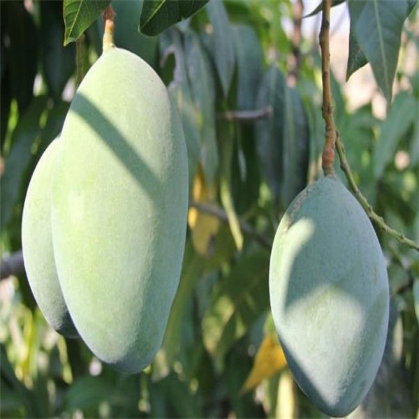 茶油详细介绍:特点 鉴别 - 广西百色田阳特产 - 特色谷