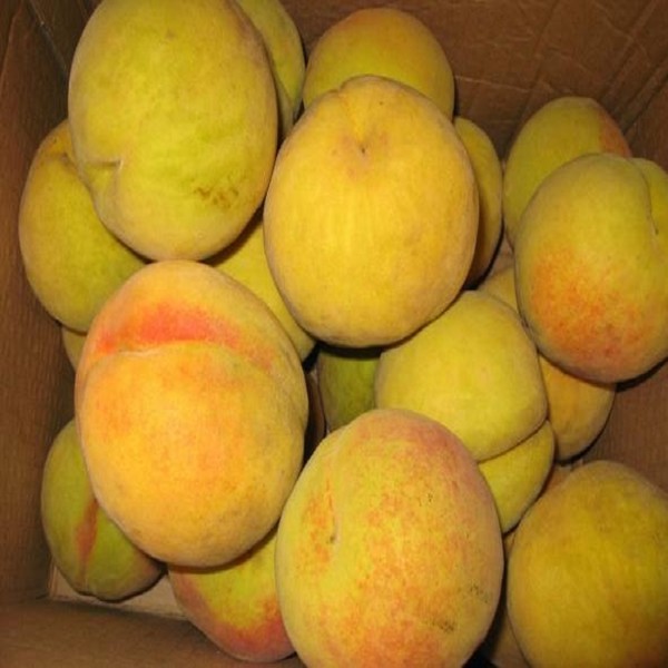 姚庄黄桃详细介绍:特点 历史 - 嘉善特产 - 特色谷