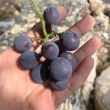 福安刺葡萄