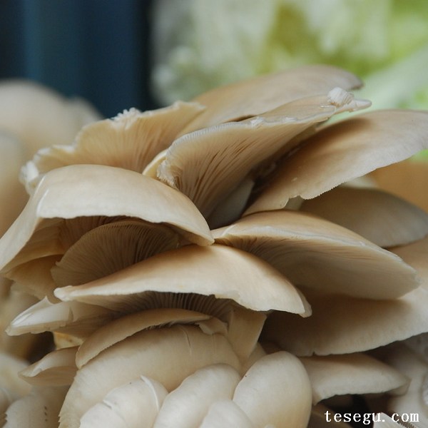 李家户蘑菇