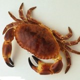 茅山螃蟹