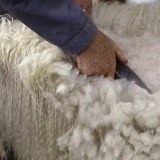 多玛羊毛