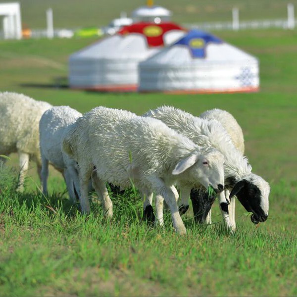 扎鲁特草原羊