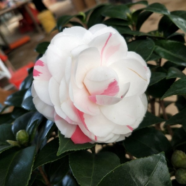 德化十八学士茶花图片