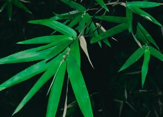 怀集茶秆竹质量技术要求即栽培管理规范