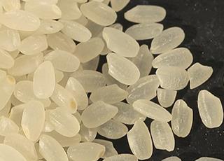 湘西白云贡米质量技术要求即种植生产加工要求
