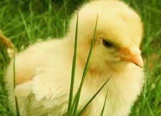 夏季孵雏鸡的注意事项