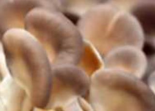 罗源秀珍菇质量技术要求