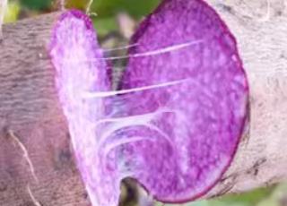 紫玉淮山全国的种植基地主要集中在哪？