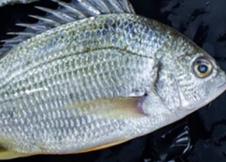 全世界最好吃的鱼之金湾黄立鱼的六种吃法