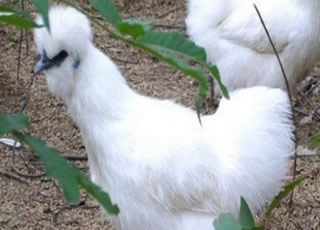 泰和乌鸡：白凤仙子化身的神奇传说
