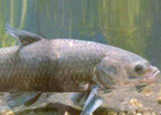 海子湖青鱼质量技术要求即养殖管理规范