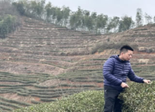铅山河红茶产业发展中心走进茶企，助力茶园生产发展