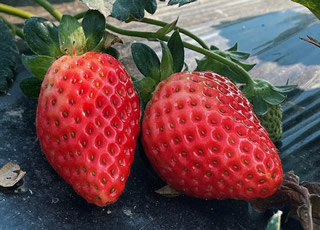 慈溪草莓产业亟待“二次飞跃”