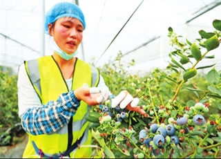 新兴县太平蓝莓基地迎来收获季 助力乡村特色产业发展