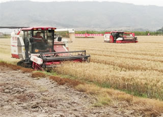 海丰与省农科院联合打造“稻稻麦”种植新模式 年亩产粮食近3000斤