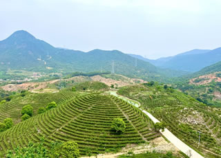广东惠州：高山云雾的茶乡传奇