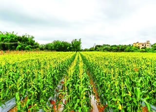 粤良井团队在惠阳良井推广种植水果玉米带动农业发展农民增收
