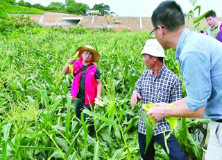 部分甜玉米受强降雨影响倒伏，农技人员支招