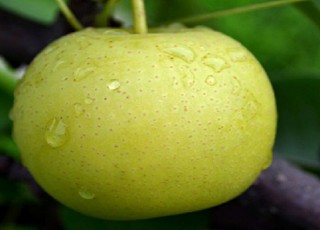 金溪蜜梨质量技术要求