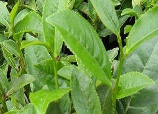 新垌茶质量技术要求