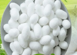海安桑蚕茧质量技术要求