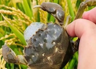 盘锦河蟹质量技术要求