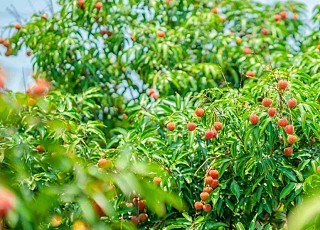 科技赋能，“荔”绽华彩，小特产成就百亿级大产业辉煌