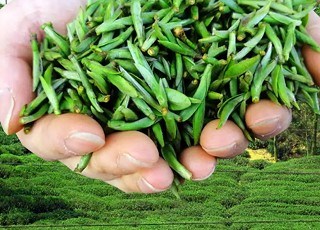 新昌县以科技为翼，推动茶叶全产业链升级