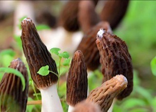 金堂羊肚菌质量技术要求解析