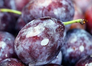 伽师新梅质量技术要求