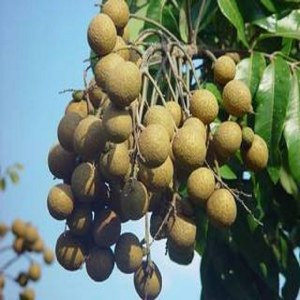 龙眼品牌榜