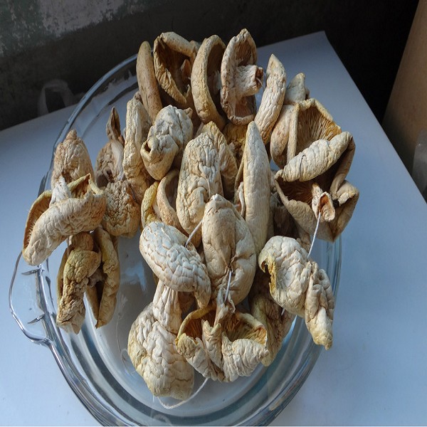 祁连黄蘑菇详细介绍:特点 - 青海海北祁连特产 - 特色谷