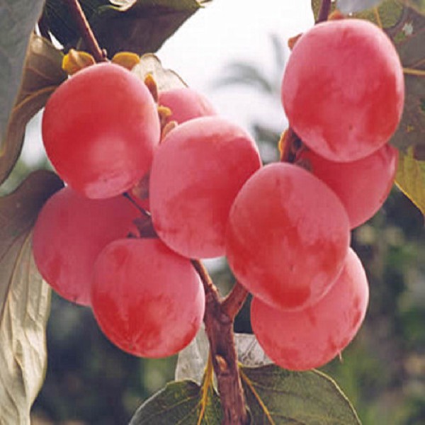 蓟县红果详细介绍:特点 历史 - 天津蓟州特产 - 特色谷