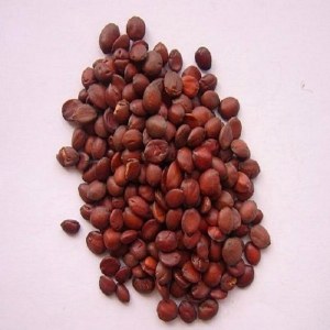 酸枣仁品牌榜